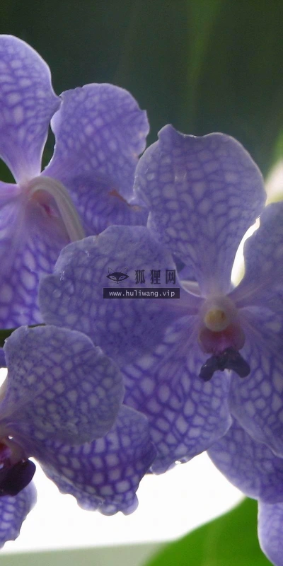 【12884】植物壁纸  2K 高清壁纸2560_1600@青蛙壁纸-笨猫小站