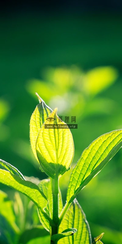 【12885】植物壁纸  2K 高清壁纸2560_1600@青蛙壁纸-笨猫小站