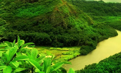 【12886】植物壁纸  2K 高清壁纸2560_1600@青蛙壁纸-笨猫小站