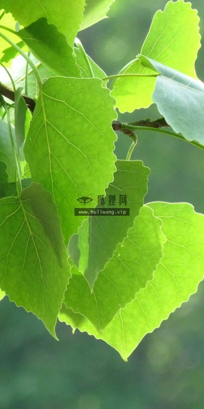 【12887】植物壁纸  2K 高清壁纸2560_1600@青蛙壁纸-笨猫小站