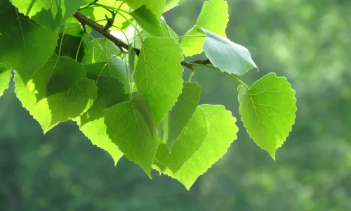 【12887】植物壁纸  2K 高清壁纸2560_1600@青蛙壁纸-笨猫小站
