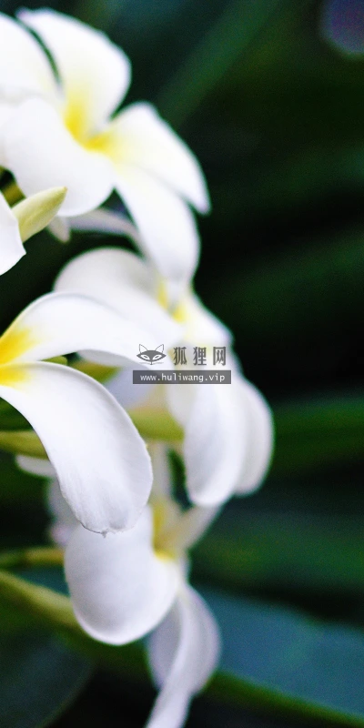 【12888】植物壁纸  2K 高清壁纸2560_1600@青蛙壁纸-笨猫小站