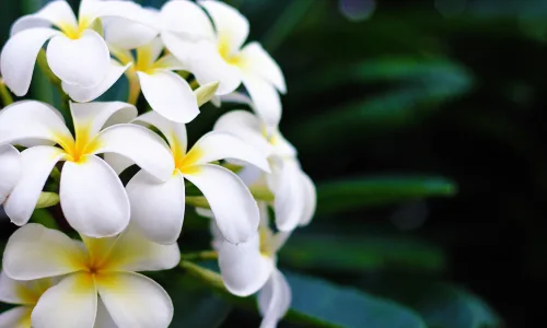【12888】植物壁纸  2K 高清壁纸2560_1600@青蛙壁纸-笨猫小站