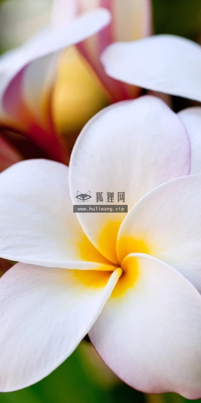 【12889】植物壁纸  2K 高清壁纸2560_1600@青蛙壁纸-笨猫小站