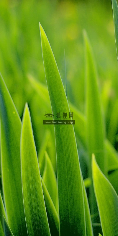 【12890】植物壁纸  2K 高清壁纸2560_1600@青蛙壁纸-笨猫小站