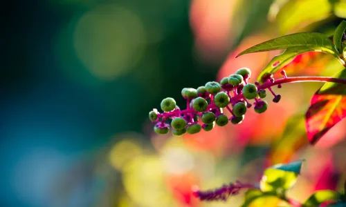 【12891】植物壁纸  2K 高清壁纸2560_1600@青蛙壁纸-笨猫小站