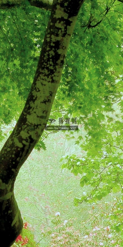 【12892】植物壁纸  2K 高清壁纸2560_1600@青蛙壁纸-笨猫小站