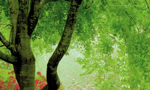 【12892】植物壁纸  2K 高清壁纸2560_1600@青蛙壁纸-笨猫小站