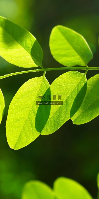【12893】植物壁纸  2K 高清壁纸2560_1600@青蛙壁纸-笨猫小站