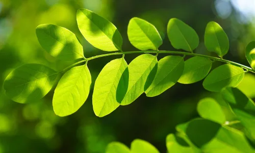 【12893】植物壁纸  2K 高清壁纸2560_1600@青蛙壁纸-笨猫小站
