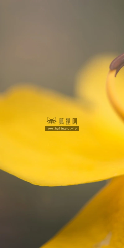 【12894】植物壁纸  2K 高清壁纸2560_1600@青蛙壁纸-笨猫小站