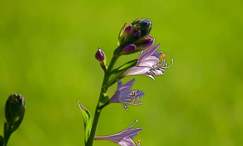 【12895】植物壁纸  2K 高清壁纸2560_1600@青蛙壁纸-笨猫小站