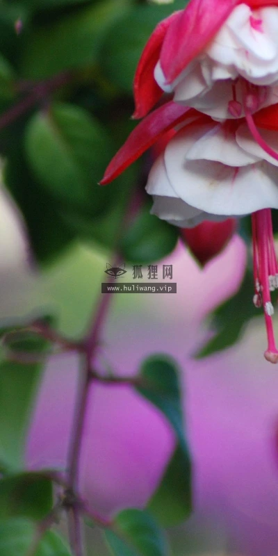 【12896】植物壁纸  2K 高清壁纸2560_1600@青蛙壁纸-笨猫小站