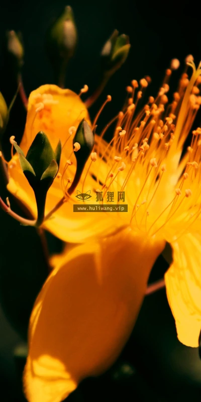 【12897】植物壁纸  2K 高清壁纸2560_1600@青蛙壁纸-笨猫小站