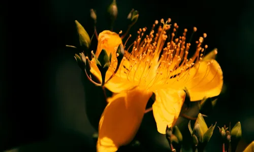 【12897】植物壁纸  2K 高清壁纸2560_1600@青蛙壁纸-笨猫小站