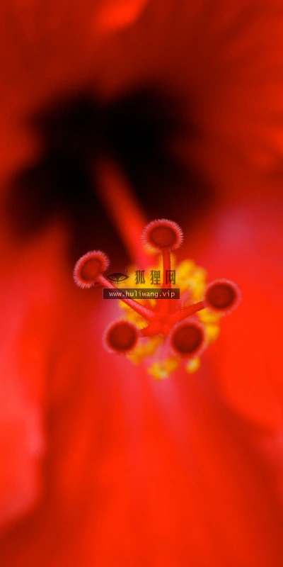 【12898】植物壁纸  2K 高清壁纸2560_1600@青蛙壁纸-笨猫小站