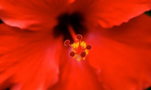 【12898】植物壁纸  2K 高清壁纸2560_1600@青蛙壁纸-笨猫小站