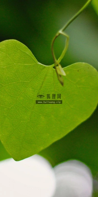 【12900】植物壁纸  2K 高清壁纸2560_1600@青蛙壁纸-笨猫小站