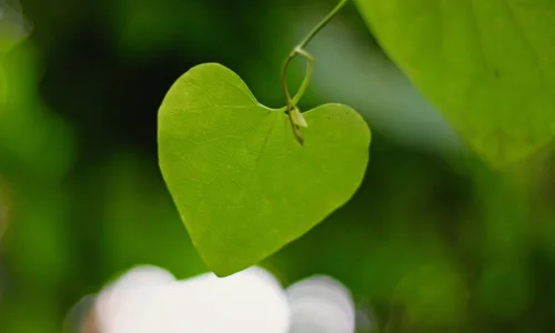 【12900】植物壁纸  2K 高清壁纸2560_1600@青蛙壁纸-笨猫小站