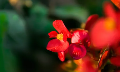 【12901】植物壁纸  2K 高清壁纸2560_1600@青蛙壁纸-笨猫小站