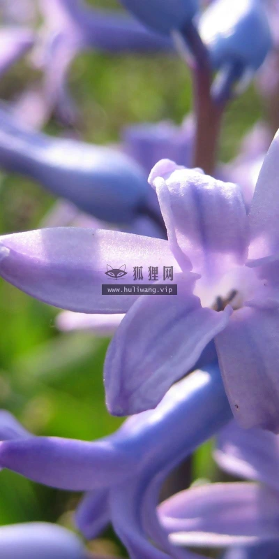 【12902】植物壁纸  2K 高清壁纸2560_1600@青蛙壁纸-笨猫小站