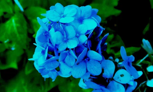 【12903】植物壁纸  2K 高清壁纸2560_1600@青蛙壁纸-笨猫小站