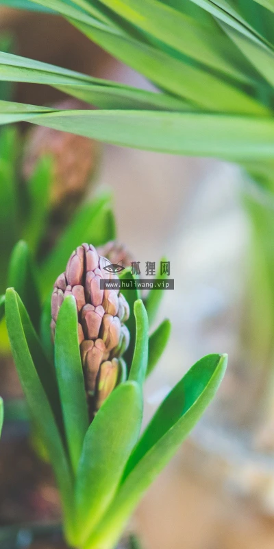 【12904】植物壁纸  2K 高清壁纸2560_1600@青蛙壁纸-笨猫小站
