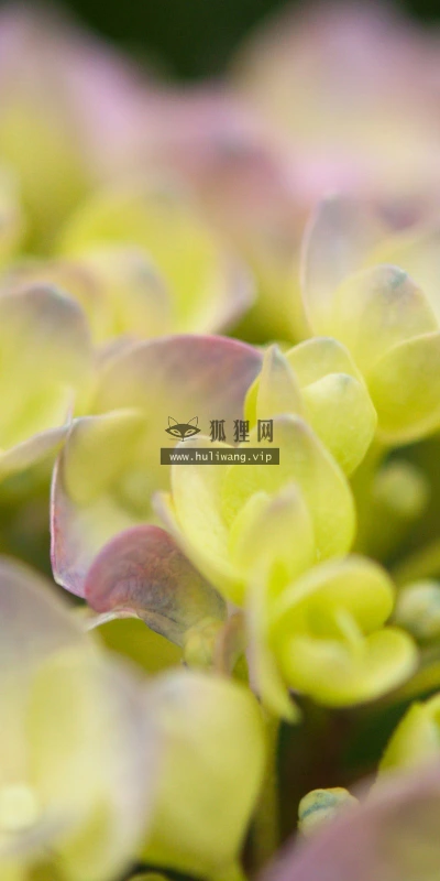 【12907】植物壁纸  2K 高清壁纸2560_1600@青蛙壁纸-笨猫小站