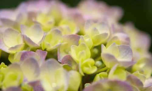 【12907】植物壁纸  2K 高清壁纸2560_1600@青蛙壁纸-笨猫小站