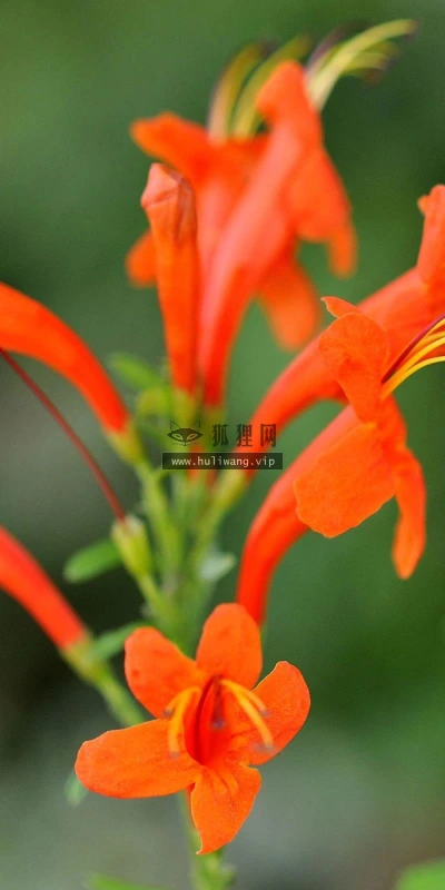 【12909】植物壁纸  2K 高清壁纸2560_1600@青蛙壁纸-笨猫小站
