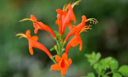 【12909】植物壁纸  2K 高清壁纸2560_1600@青蛙壁纸-笨猫小站