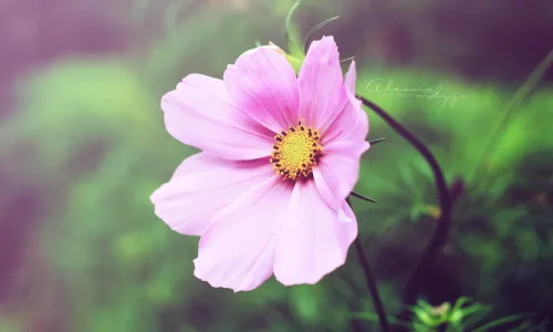 【12910】植物壁纸  2K 高清壁纸2560_1600@青蛙壁纸-笨猫小站