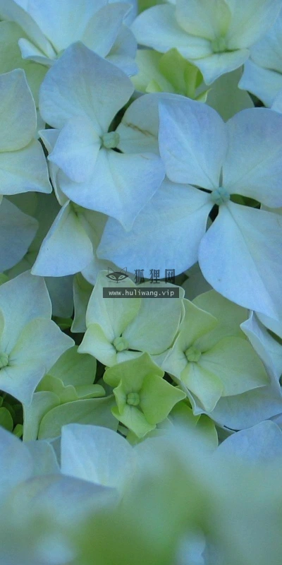 【12911】植物壁纸  2K 高清壁纸2560_1600@青蛙壁纸-笨猫小站