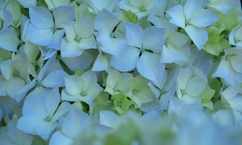 【12911】植物壁纸  2K 高清壁纸2560_1600@青蛙壁纸-笨猫小站