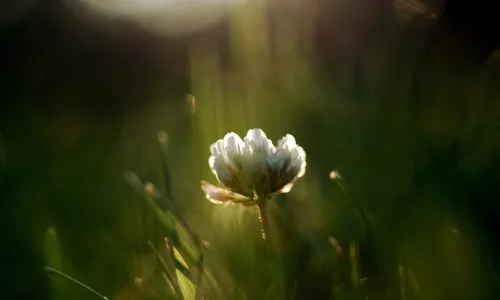 【12912】植物壁纸  2K 高清壁纸2560_1600@青蛙壁纸-笨猫小站