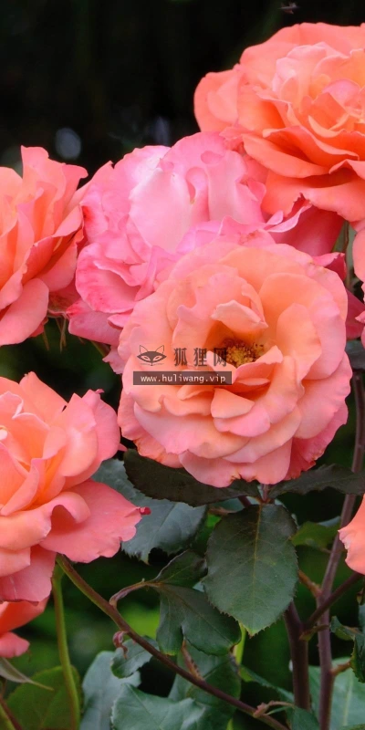 【12913】植物壁纸  2K 高清壁纸2560_1600@青蛙壁纸-笨猫小站