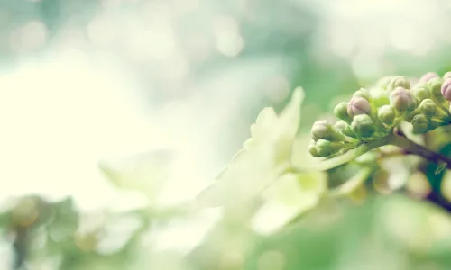 【12915】植物壁纸  2K 高清壁纸2560_1600@青蛙壁纸-笨猫小站