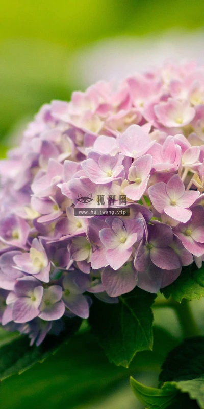 【12916】植物壁纸  2K 高清壁纸2560_1600@青蛙壁纸-笨猫小站