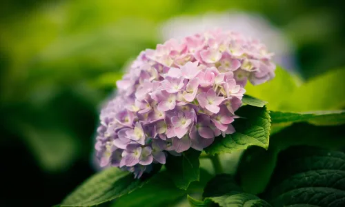 【12916】植物壁纸  2K 高清壁纸2560_1600@青蛙壁纸-笨猫小站