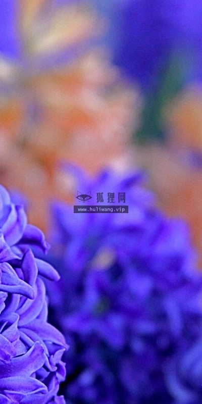 【12917】植物壁纸  2K 高清壁纸2560_1600@青蛙壁纸-笨猫小站