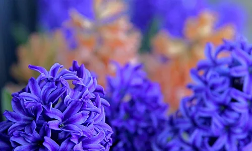 【12917】植物壁纸  2K 高清壁纸2560_1600@青蛙壁纸-笨猫小站