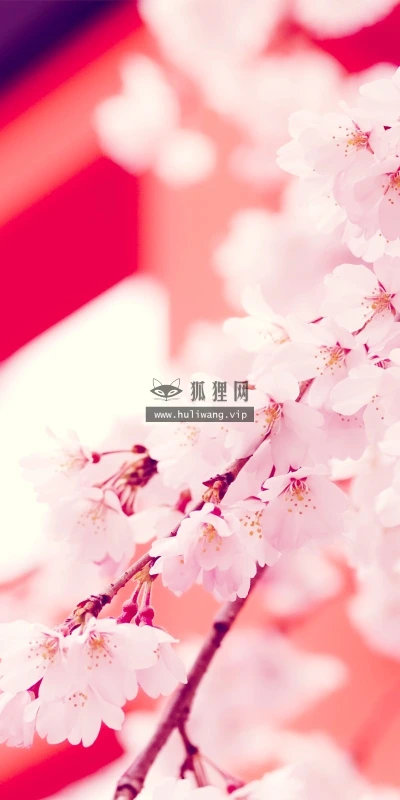 【12918】植物壁纸  2K 高清壁纸2560_1600@青蛙壁纸-笨猫小站