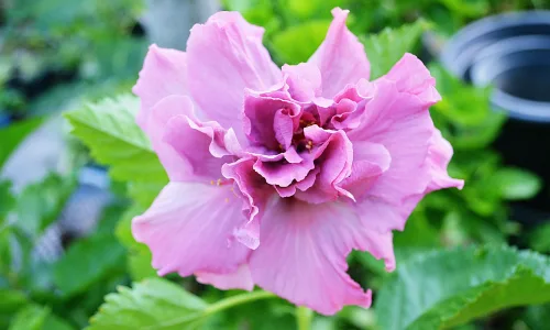 【12920】植物壁纸  2K 高清壁纸2560_1600@青蛙壁纸-笨猫小站