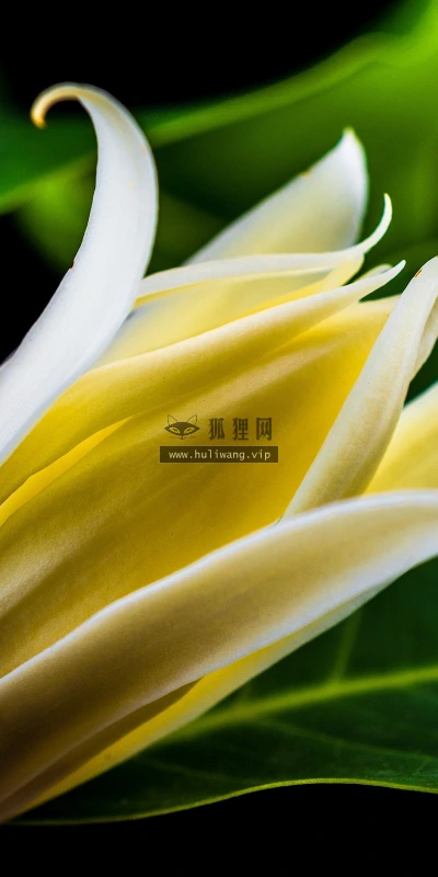 【12923】植物壁纸  2K 高清壁纸2560_1600@青蛙壁纸-笨猫小站