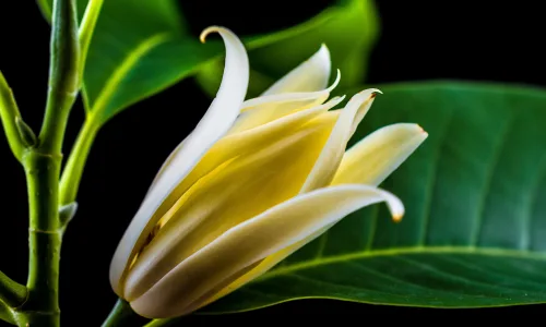 【12923】植物壁纸  2K 高清壁纸2560_1600@青蛙壁纸-笨猫小站
