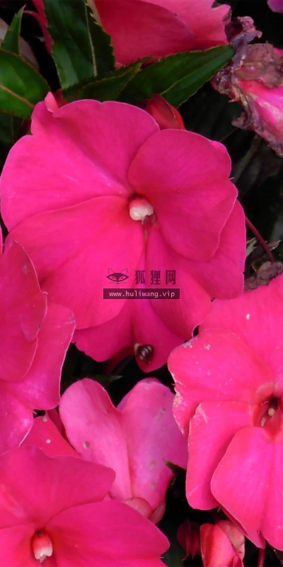 【12928】植物壁纸  2K 高清壁纸2560_1600@青蛙壁纸-笨猫小站