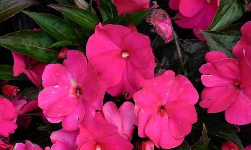 【12928】植物壁纸  2K 高清壁纸2560_1600@青蛙壁纸-笨猫小站