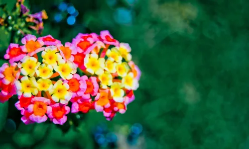 【12929】植物壁纸  2K 高清壁纸2560_1600@青蛙壁纸-笨猫小站