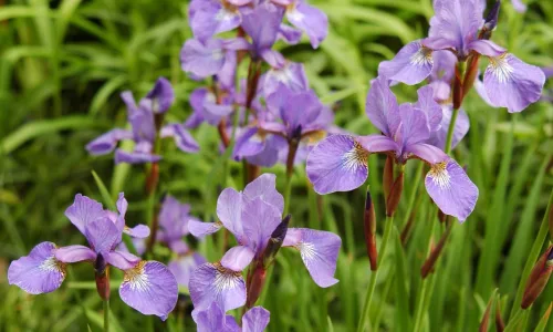 【12930】植物壁纸  2K 高清壁纸2560_1600@青蛙壁纸-笨猫小站