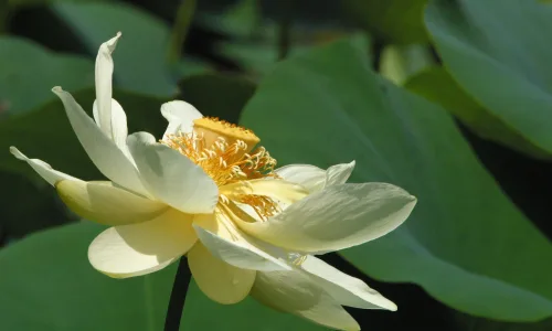 【12931】植物壁纸  2K 高清壁纸2560_1600@青蛙壁纸-笨猫小站